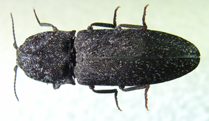 Lacon punctatus bl.JPG © Siga
