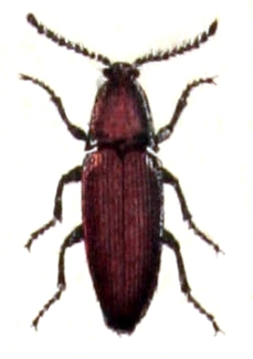 Elater.ferrugineus.-.calwer.26.05.jpg © Commons