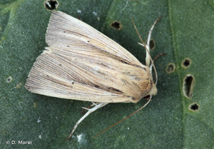 <i>Mythimna impura</i> (Hübner, 1808) © D. Morel