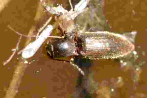 Agriotes.pallidulus.-.lindsey.jpg © James K. Lindsey