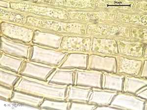 <i>Grimmia orbicularis</i> Bruch ex Wilson, 1844 © H. TINGUY