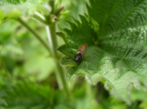 Athous haemorrhoidalis.JPG © Cyberdemon007 (talk)