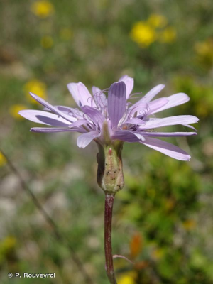 <i>Podospermum purpureum</i> (L.) W.D.J.Koch & Ziz © P. Rouveyrol