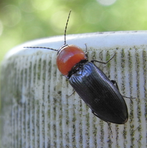Cardiophorus gramineus up.JPG © Siga