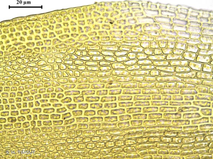 <i>Grimmia dissimulata</i> E.Maier, 2002 © H. TINGUY