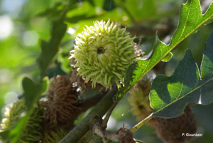 <i>Quercus cerris</i> L., 1753 © P. Gourdain