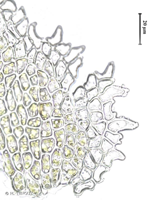 <i>Myurella julacea</i> (Schwägr.) Schimp., 1853 © H. TINGUY