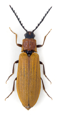 Denticollis rubens f.jpg © John Hallmén