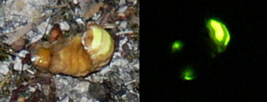 Lampyris noctiluca luciole.jpg © No machine-readable author provided. Jod-let assumed (based on copyright claims).