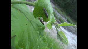 Podabrus alpinus (Paykull, 1798) (7474286024).jpg © Udo Schmidt from Deutschland