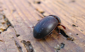 <i>Acrossus rufipes</i> (Linnaeus, 1758) © F. Michalke