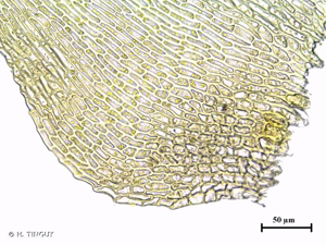<i>Campylium protensum</i> (Brid.) Kindb., 1894 © H. TINGUY