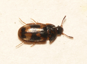 Litargus connexus.jpg © Commons