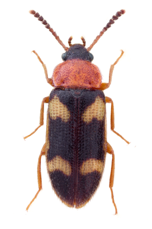 Mycetophagus fulvicollis.jpg © John Hallmén