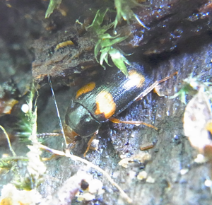 Mycetophagus quadripustulatus natur.jpg © Siga