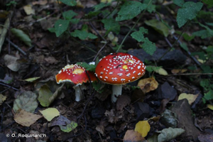 <i>Amanita muscaria</i> (L. : Fr.) Lamarck © O. Roquinarc'h