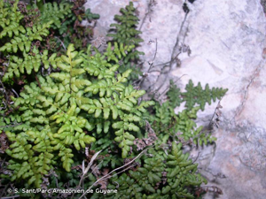 <i>Allosorus acrosticus</i> (Balb.) Christenh., 2012 © S. Sant/Parc Amazonien de Guyane
