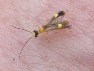 Malthinus flaveolus 25.jpg © Keith Edkins