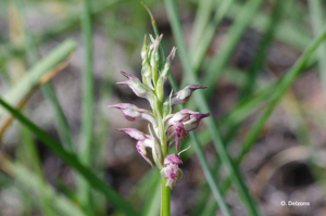 <i>Anacamptis coriophora</i> (L.) R.M.Bateman, Pridgeon & M.W.Chase, 1997 © O. Delzons