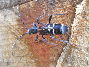 Anaglyptus mysticus up.JPG © Siga