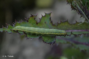 <i>Lacanobia oleracea</i> (Linnaeus, 1758) © N. Tobak