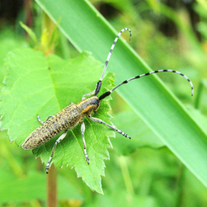 XN Agapanthia villosoviridescens 00.jpg © Guido Gerding