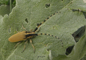 Agapanthia kirbyi.JPG © Eitan f