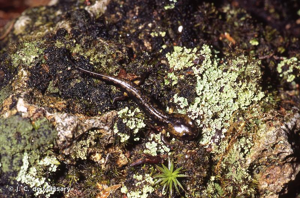 <i>Salamandra salamandra terrestris</i> Lacepède, 1788 © J.-C. de Massary