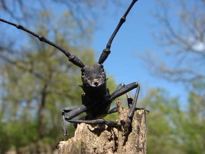 Morimus asper.jpg &copy; Fbonomi