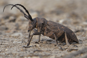 Lamia textor side.JPG © Siga