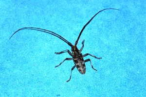 Monochamus galloprovincialis 003.JPG © Esculapio