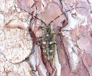 Monochamus sartor up.JPG © Siga