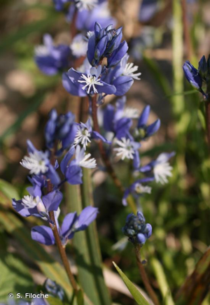<i>Polygala calcarea</i> F.W.Schultz, 1837 © S. Filoche