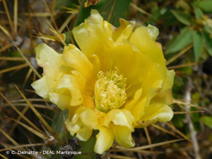 <i>Opuntia dillenii</i> (Ker Gawl.) Haw., 1819 © C. Delnatte - DEAL Martinique