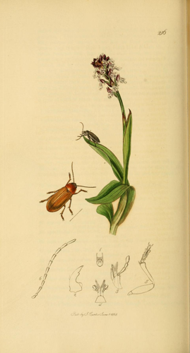 Britishentomologyvolume2Plate216.jpg © Commons