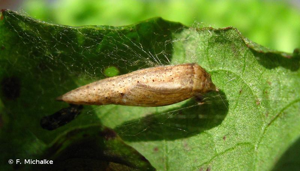 <i>Timandra comae</i> Schmidt, 1931 © F. Michalke