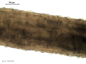<i>Rhynchostegiella curviseta</i> (Brid.) Limpr., 1896 © H. TINGUY