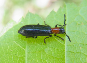 Tillus elongatus natur.jpg © Siga