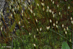 <i>Polytrichum formosum</i> Hedw., 1801 © D. Happe