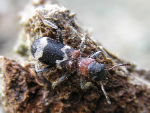 Thanasimus formicarius bialowieza forest beentree.jpg © Commons