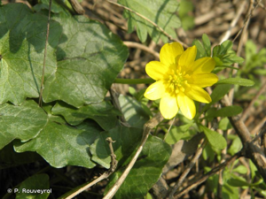 <i>Ficaria verna</i> Huds., 1762 © P. Rouveyrol
