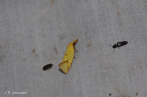 <i>Agapeta hamana</i> (Linnaeus, 1758) © P. Gourdain