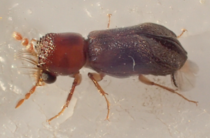 Scobicia pustulata Peloponnes.jpg © Siga