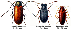AnobiidaeSpec.png © Edmund Reitter († 15. März 1920)