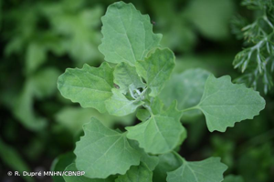 <i>Chenopodium album </i>subsp.<i> opulifolium</i> (Schrad. ex W.D.J.Koch & Ziz) Batt., 1890 © R. Dupré MNHN/CBNBP