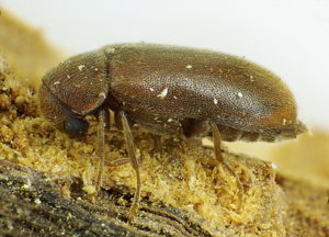 Ernobius mollis side.jpg © Siga
