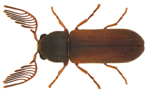 Ptilinus pectinicornis (Linné, 1758) male.jpg © Udo Schmidt