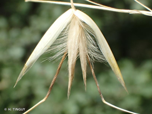 <i>Avena barbata</i> Pott ex Link, 1799 © H. TINGUY