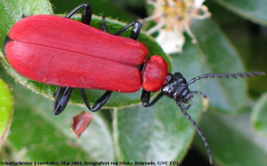 Pyrochroa.coccinea.female.jpg © soebe