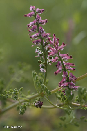 <i>Fumaria densiflora</i> DC., 1813 © O. Nawrot
